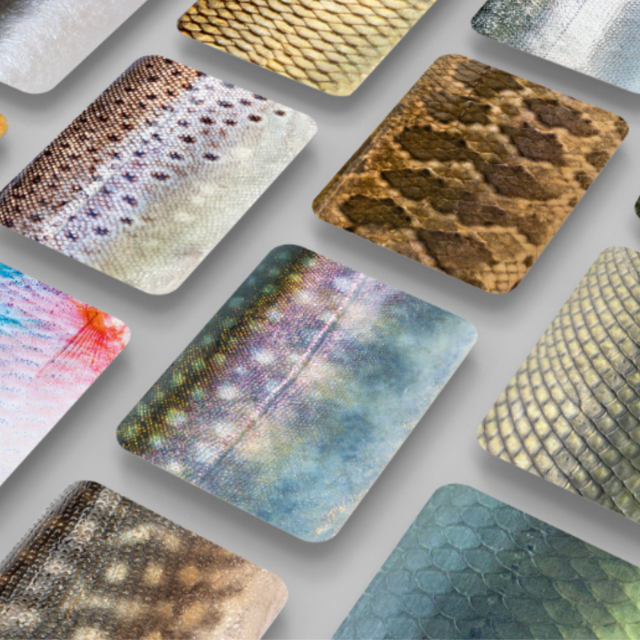 カードゲーム ボードゲーム さかなかるた 淡水魚版