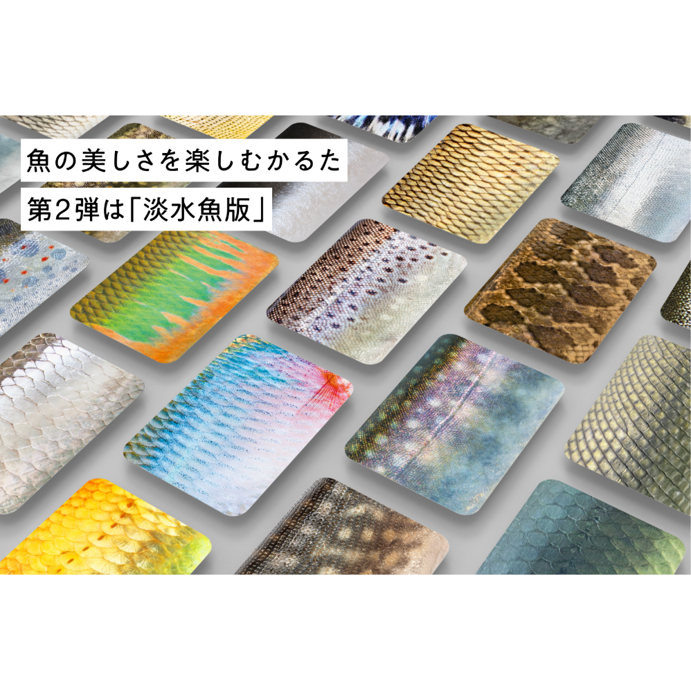 魚の美しさを楽しむかるた 第二弾は淡水魚版